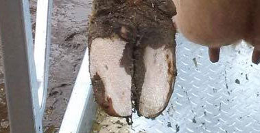 Southern Fieldays, 12-14 February